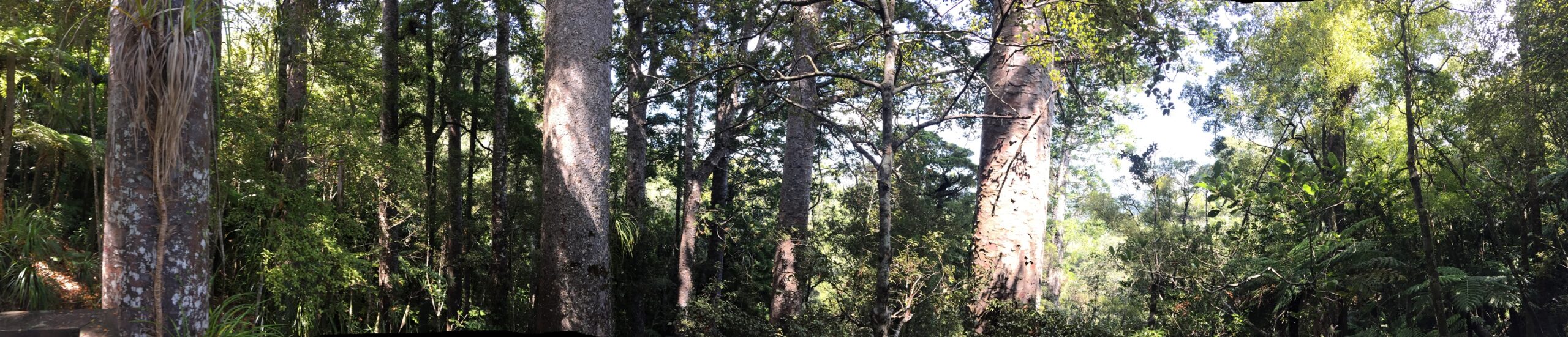 It`s a jungle out there - NZ